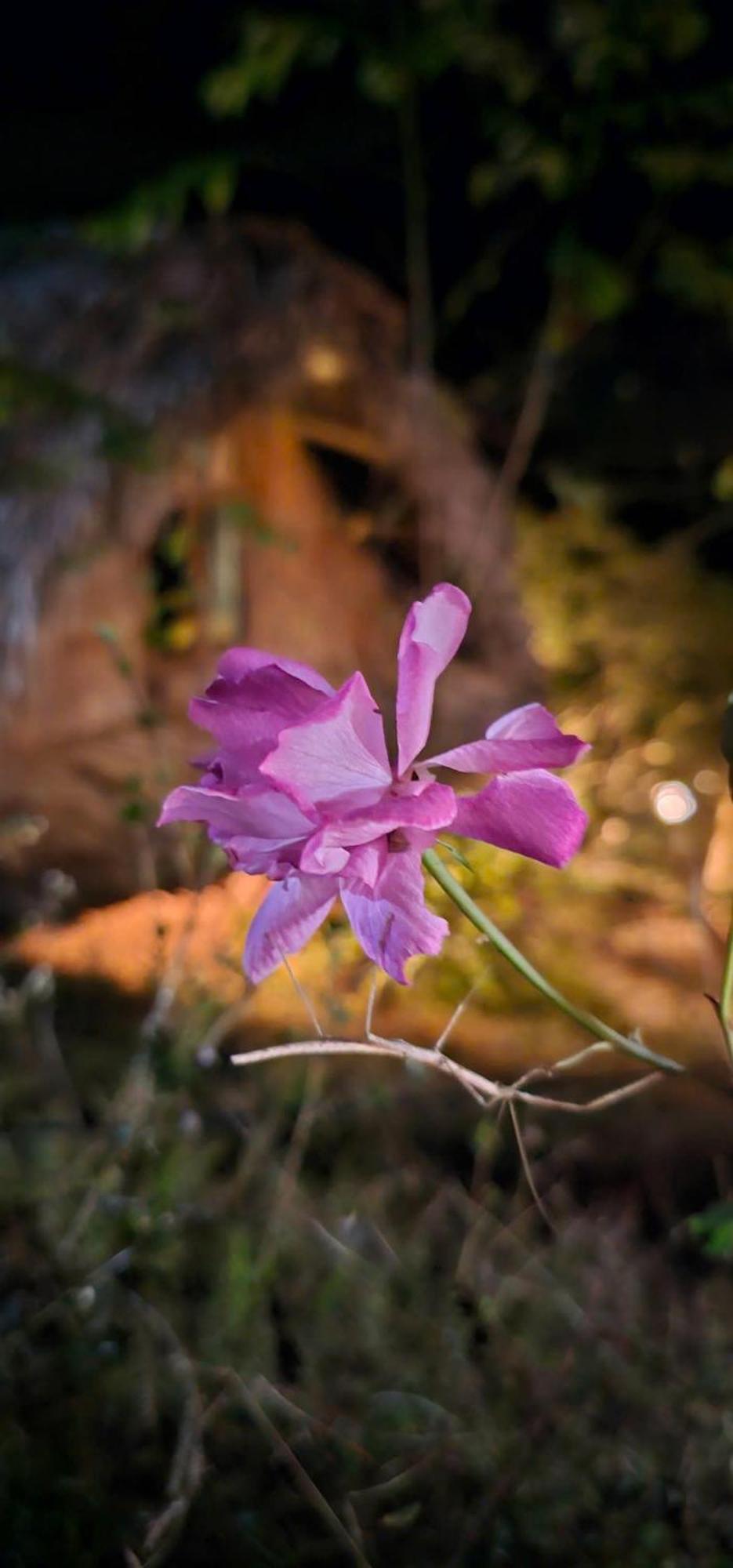Vuon Nha Cui Homestay Da Lat Kültér fotó