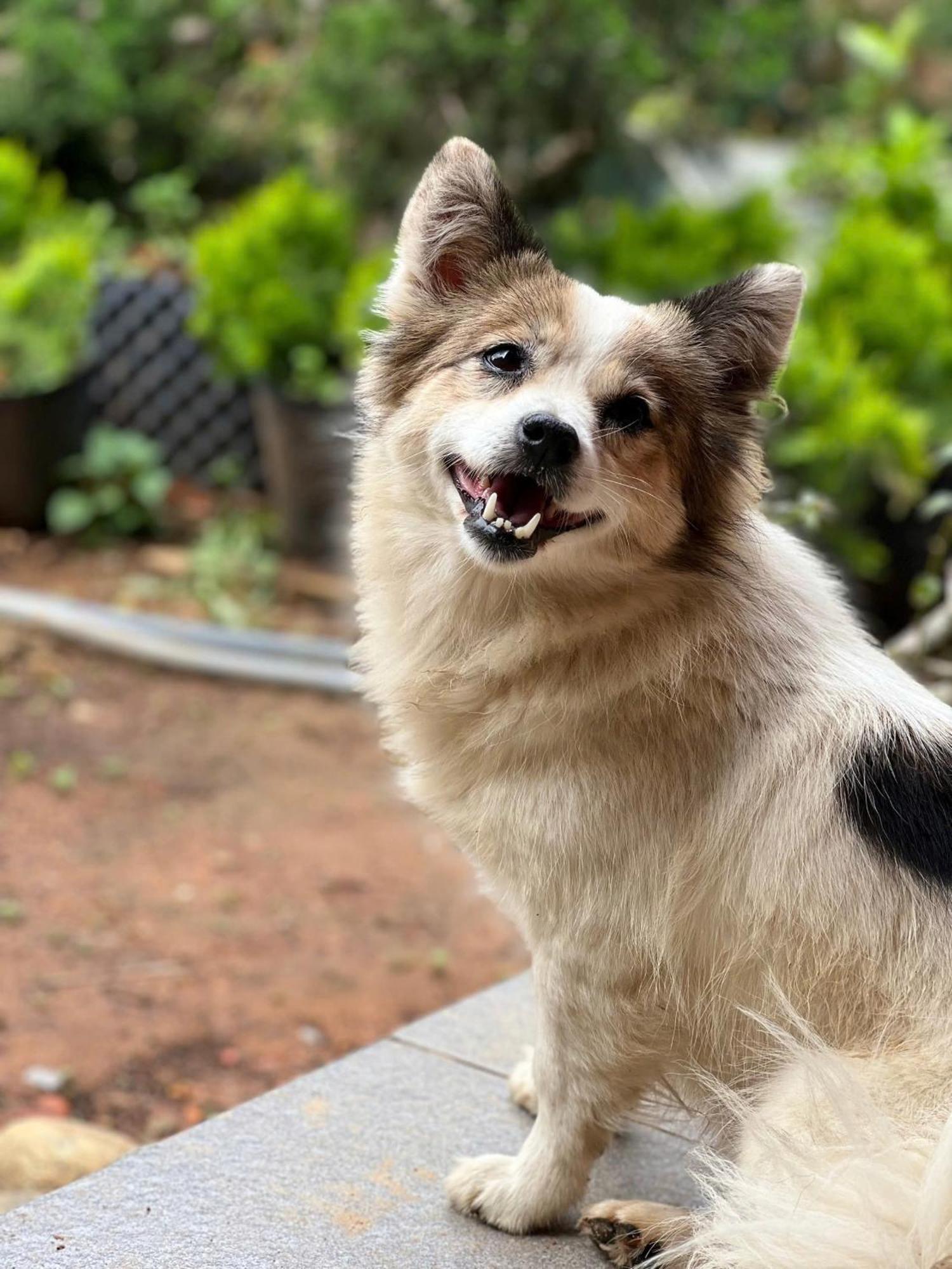 Vuon Nha Cui Homestay Da Lat Kültér fotó