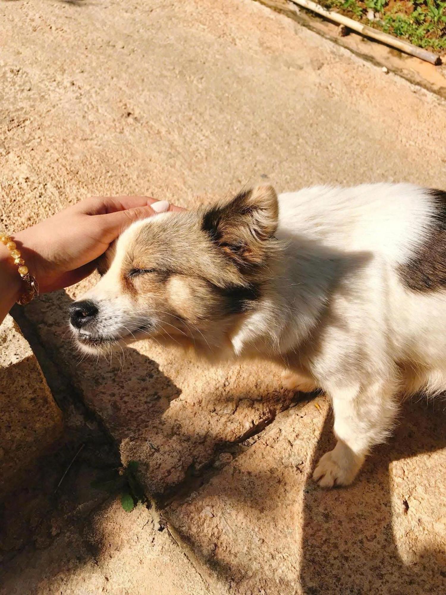 Vuon Nha Cui Homestay Da Lat Kültér fotó