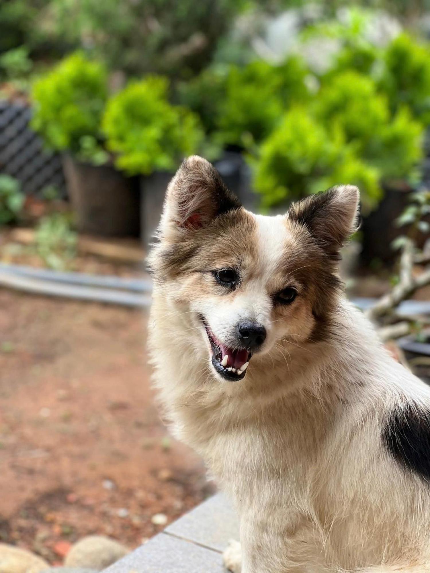 Vuon Nha Cui Homestay Da Lat Kültér fotó